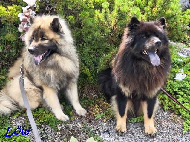 23.8.2025 - Gr&auml;berw&auml;chter solo